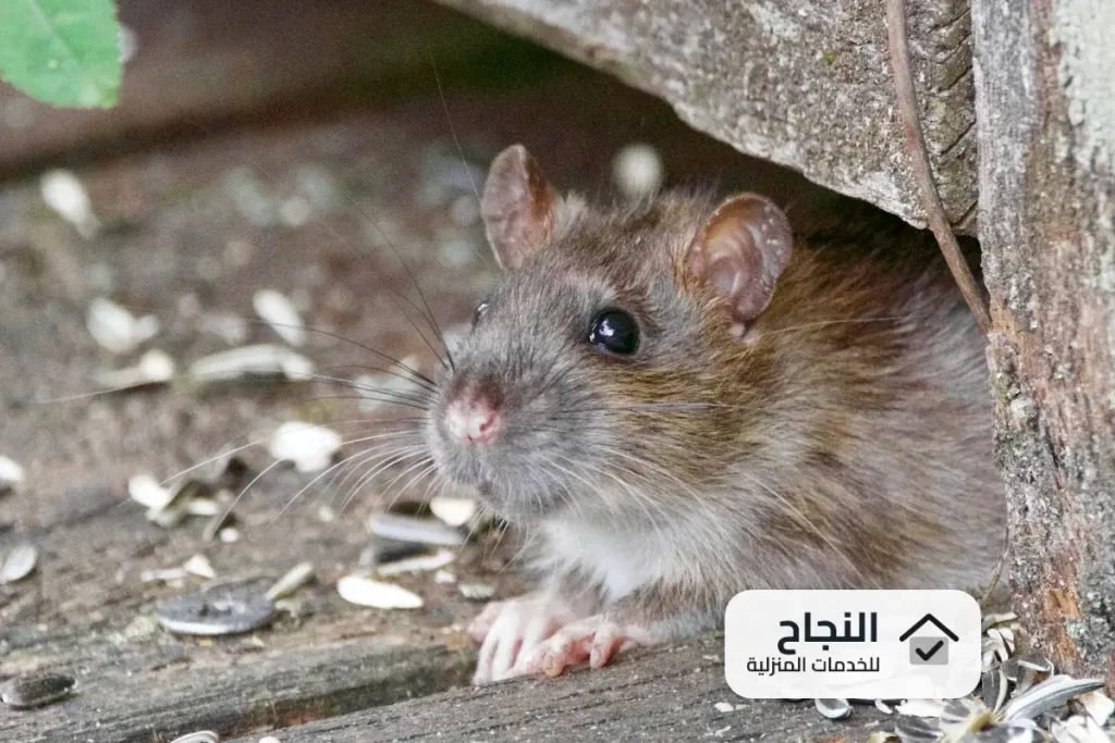 شركة مكافحة الفئران بجازان