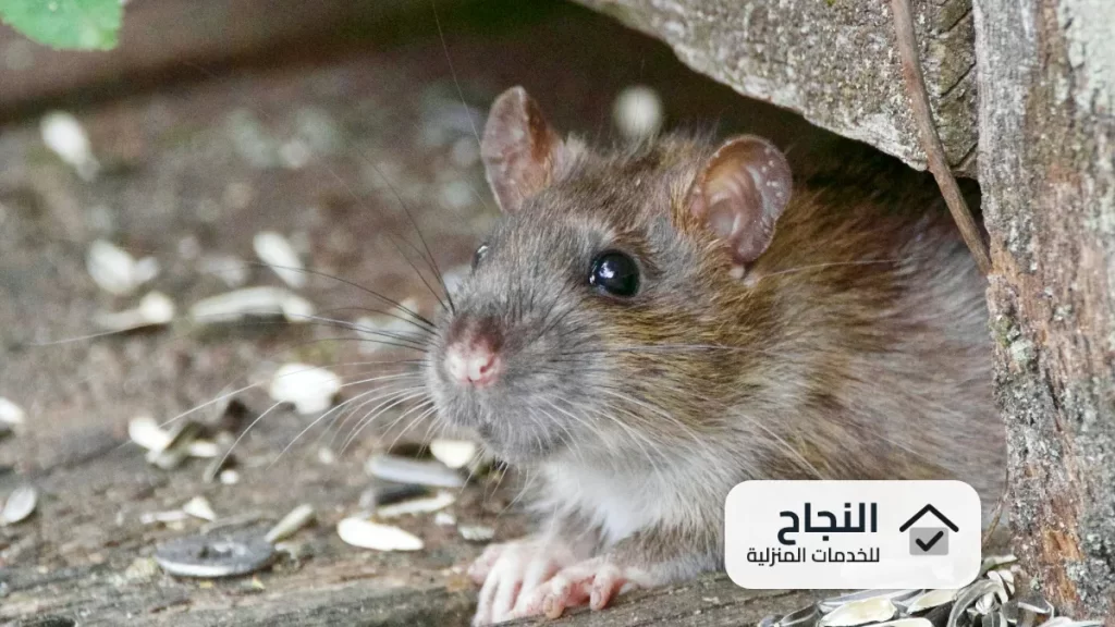 شركة مكافحة الفئران بجازان