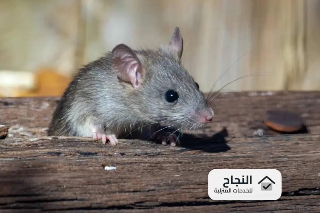 شركة مكافحة الفئران بجدة - 0502006070