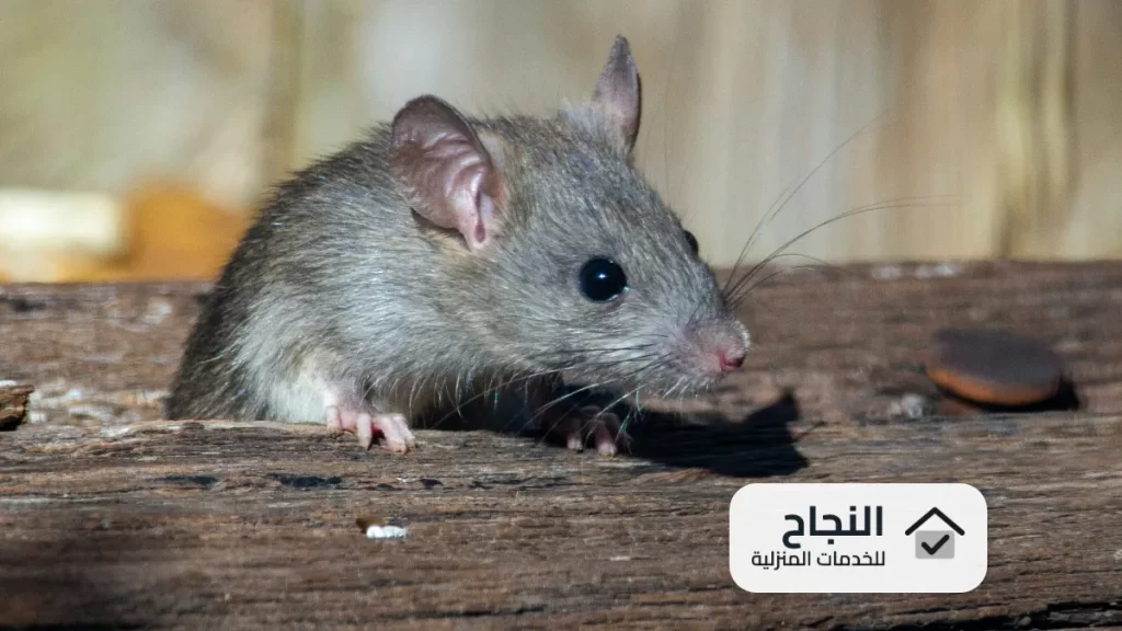 شركة مكافحة الفئران بجدة - 0502006070