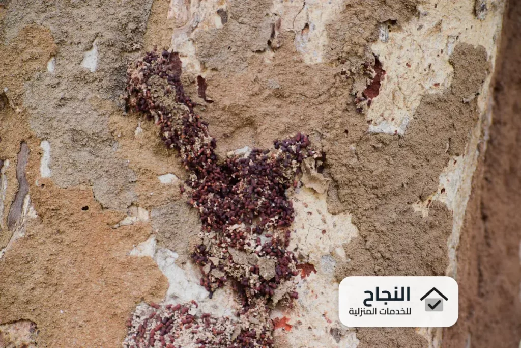 شركة مكافحة النمل الابيض بالاحساء