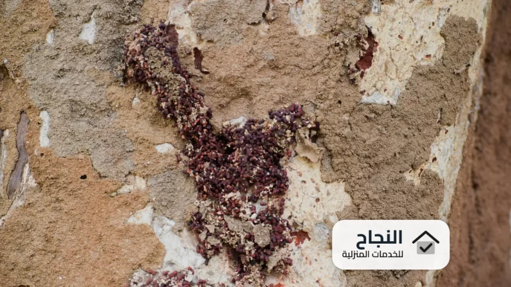 شركة مكافحة النمل الابيض بالاحساء