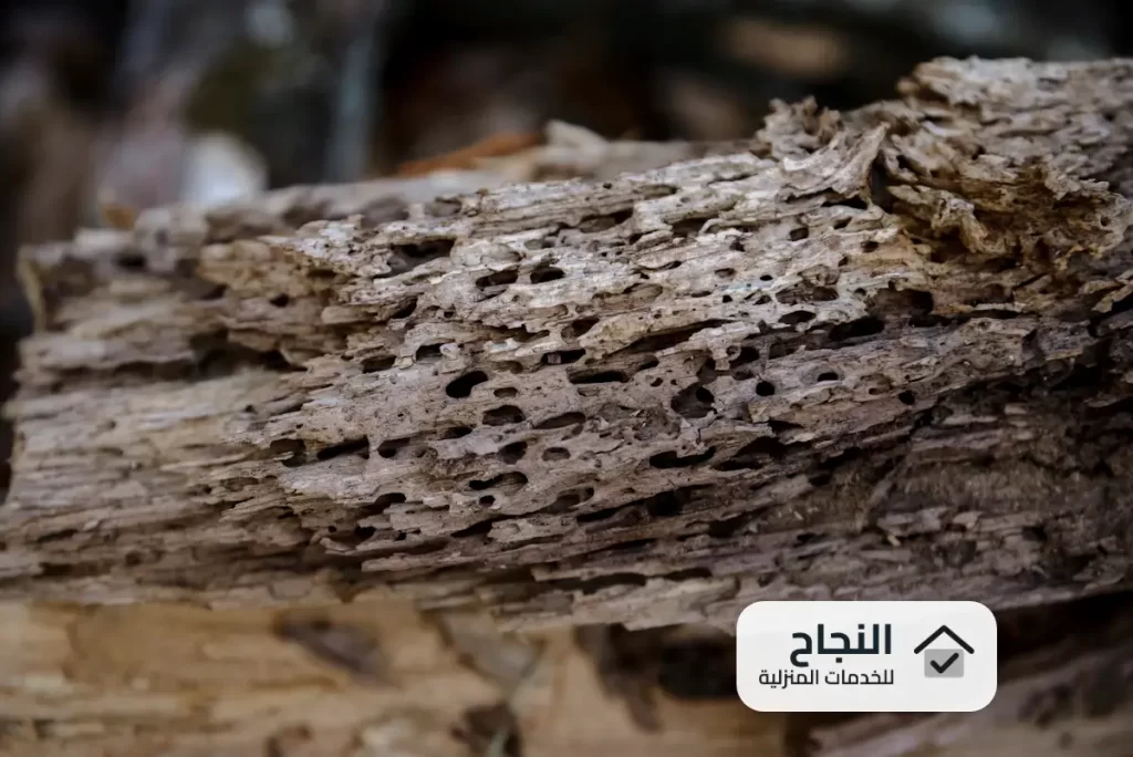 شركة مكافحة النمل الابيض بالرس