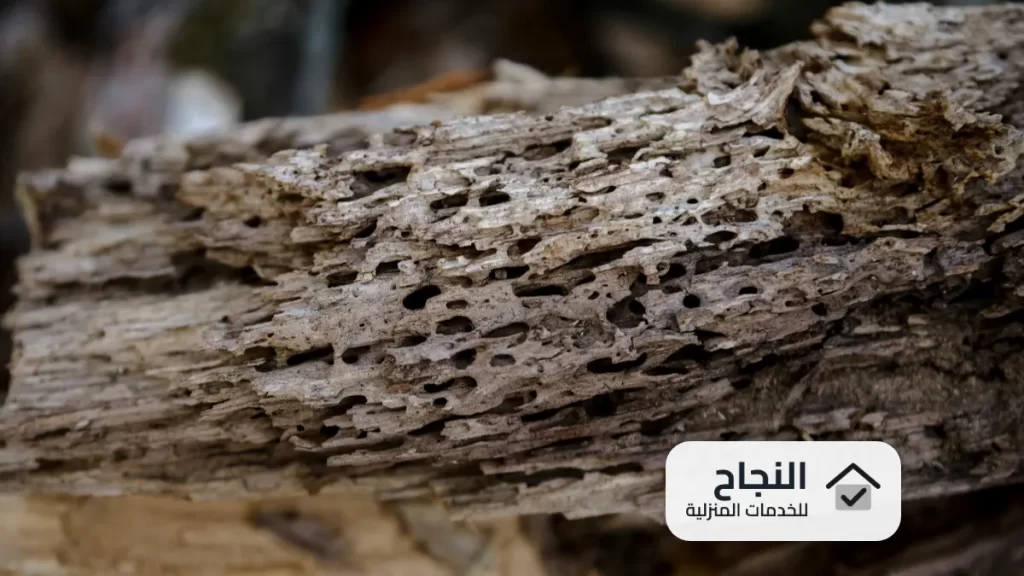 شركة مكافحة النمل الابيض بالرس