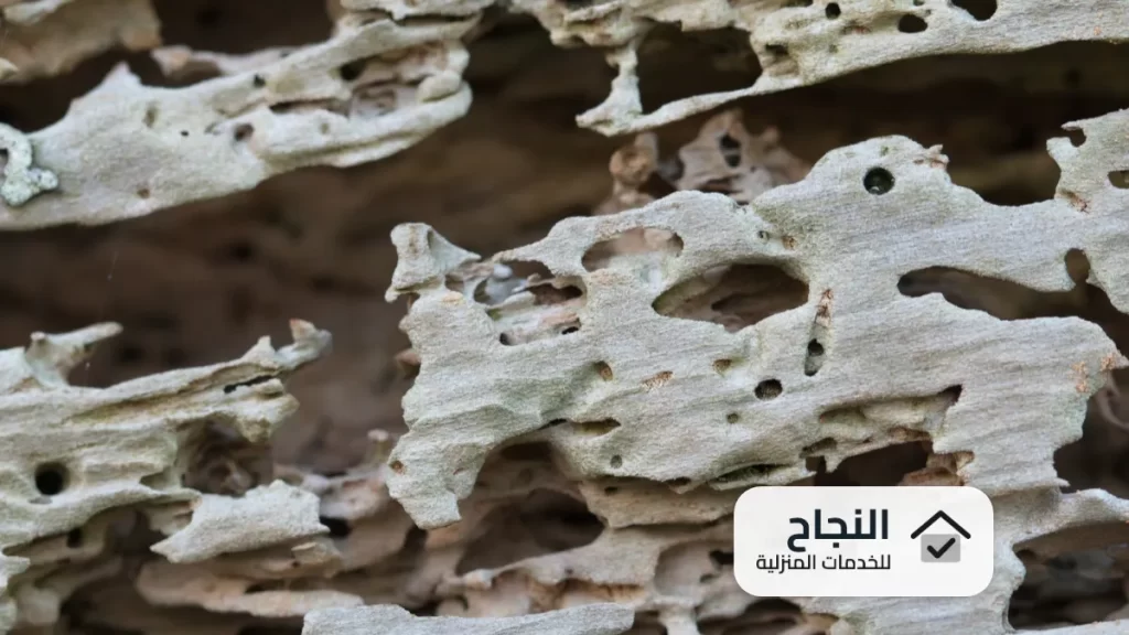 شركة مكافحة النمل الابيض ببريدة