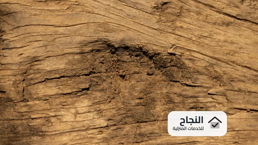 شركة مكافحة النمل الابيض بالدمام
