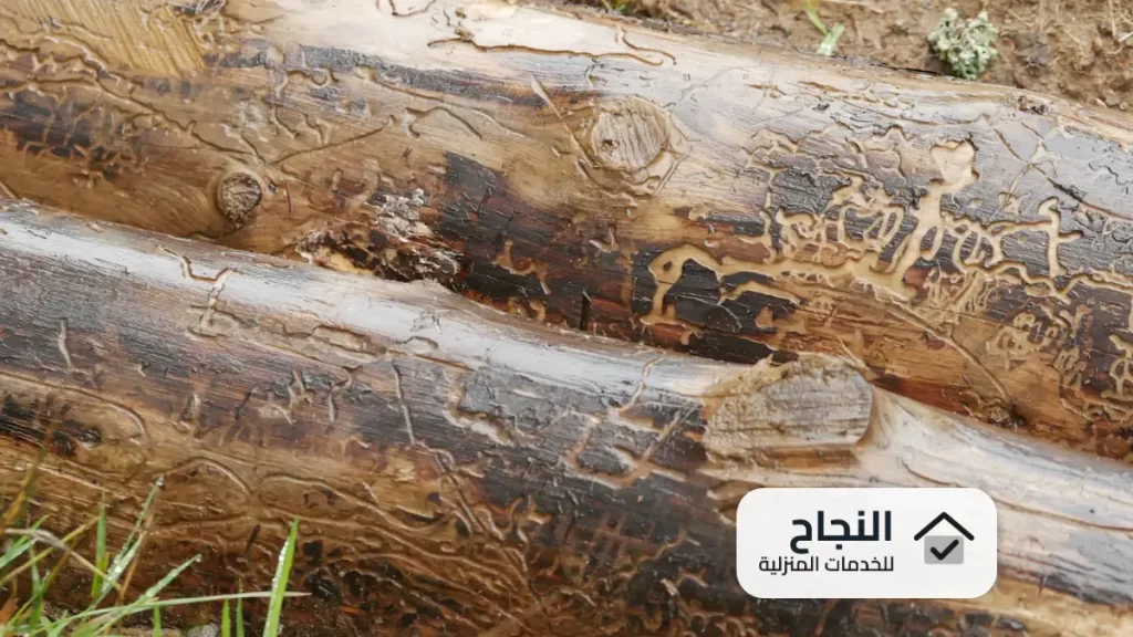 شركة مكافحة النمل الابيض بالدوادمي