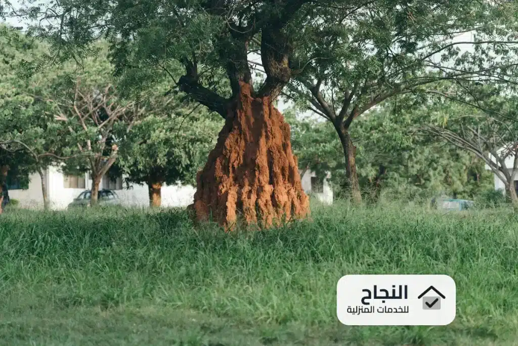 شركة مكافحة النمل الابيض بضرما - 0502006070