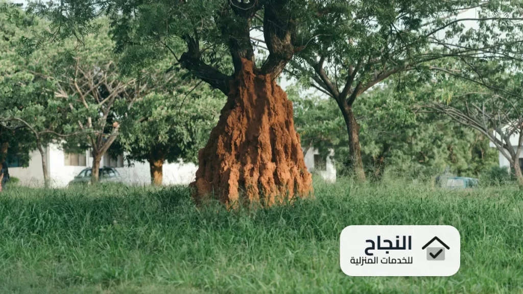 شركة مكافحة النمل الابيض بضرما - 0502006070