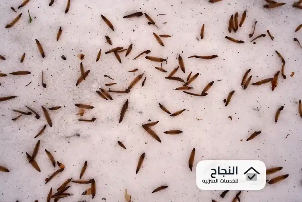 شركة مكافحة النمل الابيض بحائل - 0502006070