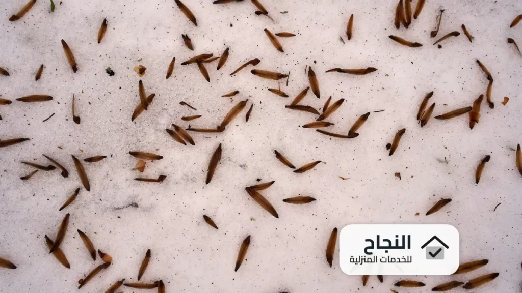 شركة مكافحة النمل الابيض بحائل - 0502006070