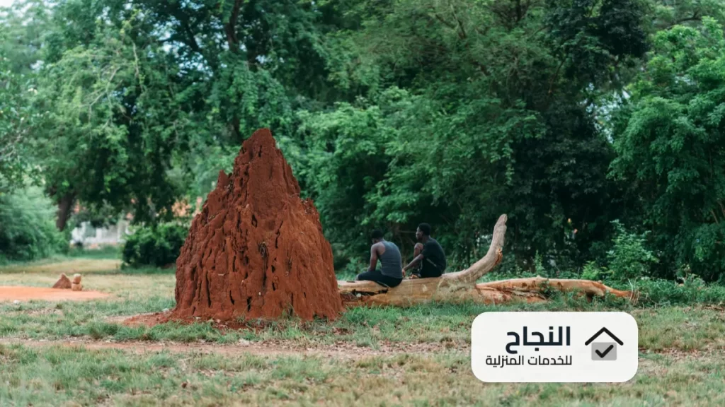شركة مكافحة النمل الابيض بجازان