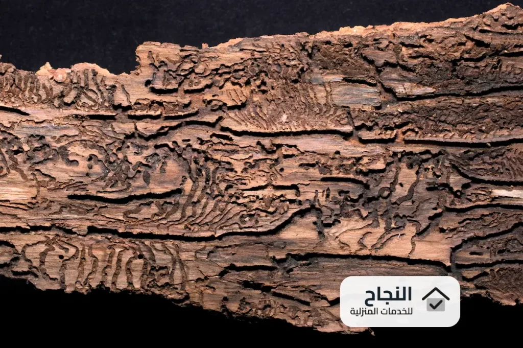 شركة مكافحة النمل الابيض بخميس مشيط