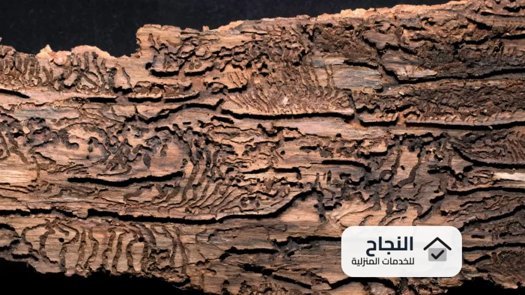 شركة مكافحة النمل الابيض بخميس مشيط