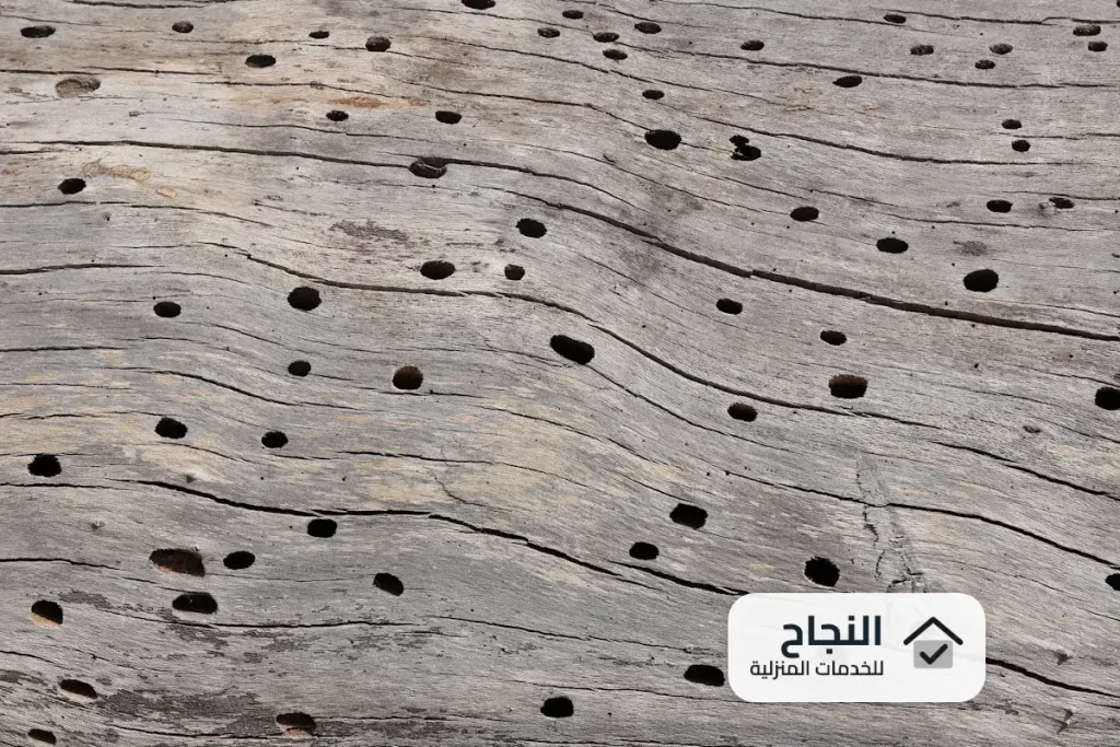 شركة مكافحة النمل الابيض بالمدينة المنورة