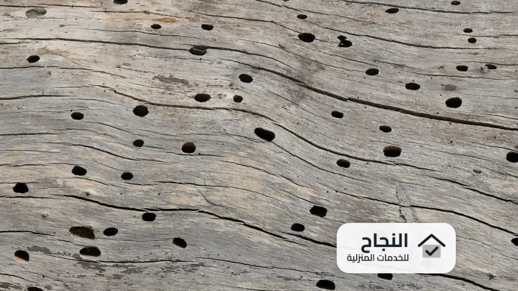 شركة مكافحة النمل الابيض بالمدينة المنورة