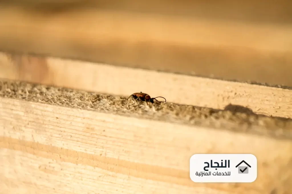 شركة مكافحة النمل الابيض بالمجمعة - 0502006070