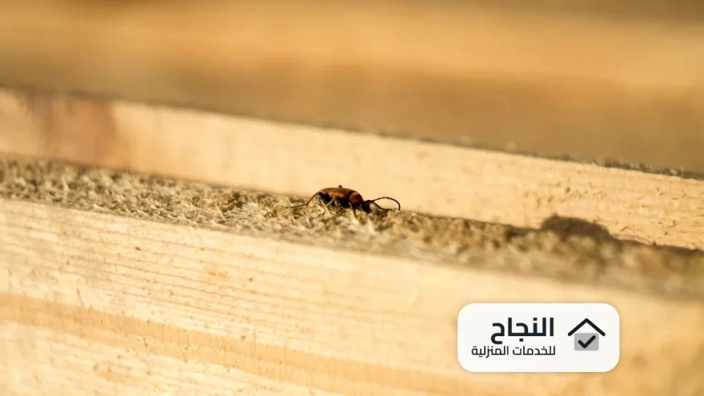 شركة مكافحة النمل الابيض بالمجمعة - 0502006070