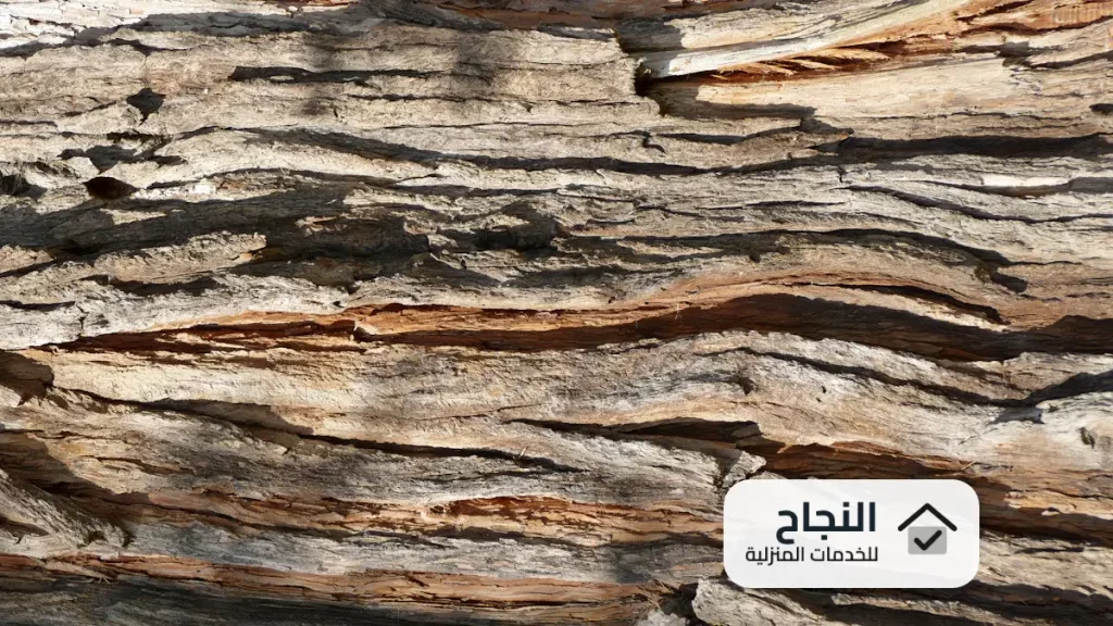 شركة مكافحة النمل الابيض بمكة