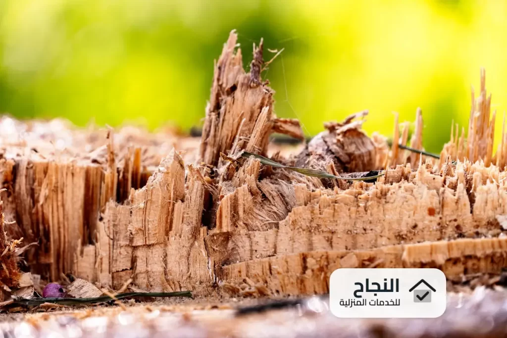 شركة مكافحة النمل الابيض بملهم