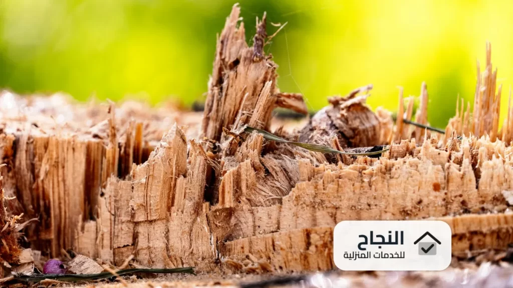 شركة مكافحة النمل الابيض بملهم