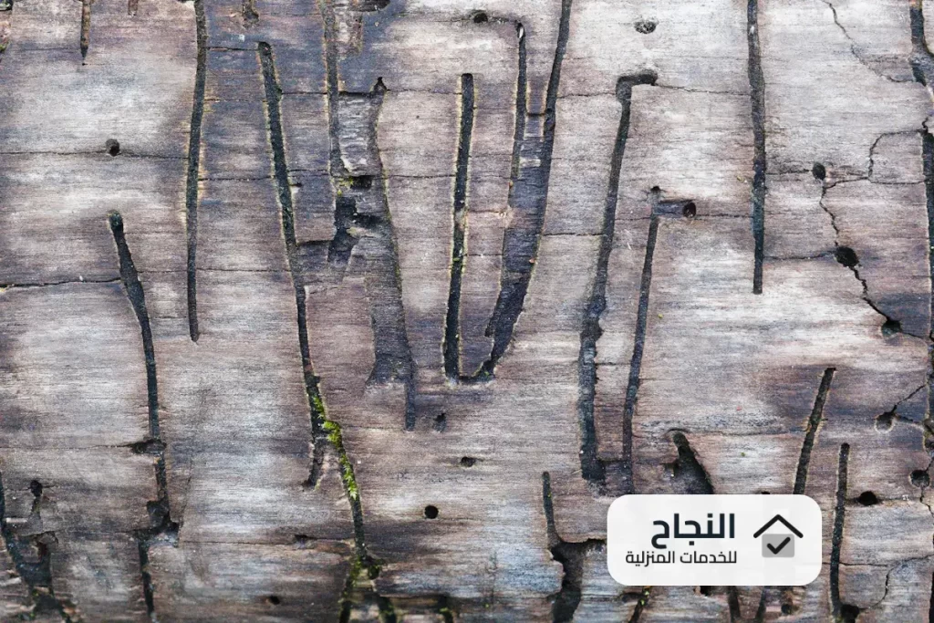 شركة مكافحة النمل الابيض بالمزاحمية