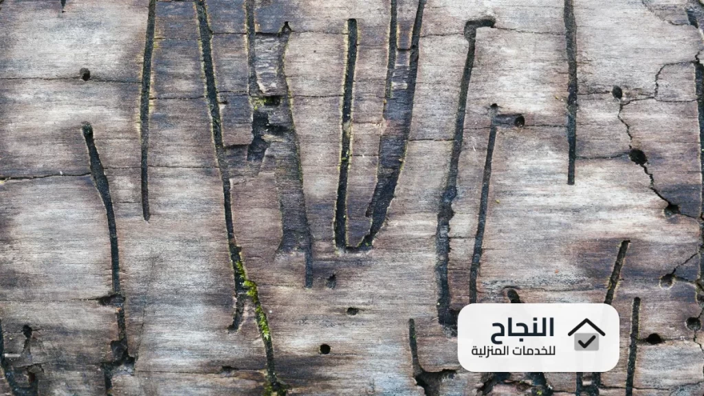 شركة مكافحة النمل الابيض بالمزاحمية