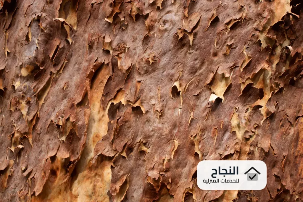 شركة مكافحة النمل الابيض بنجران