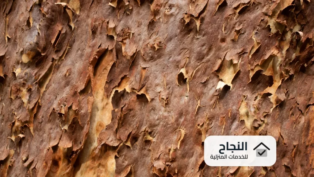 شركة مكافحة النمل الابيض بنجران