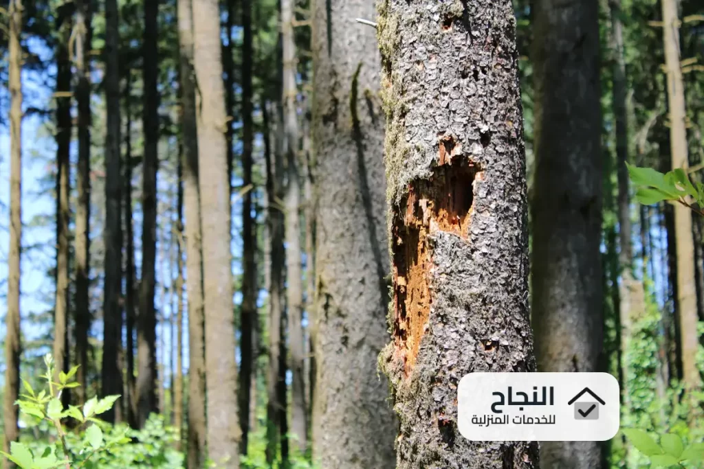 شركة مكافحة النمل الابيض بالقصيم