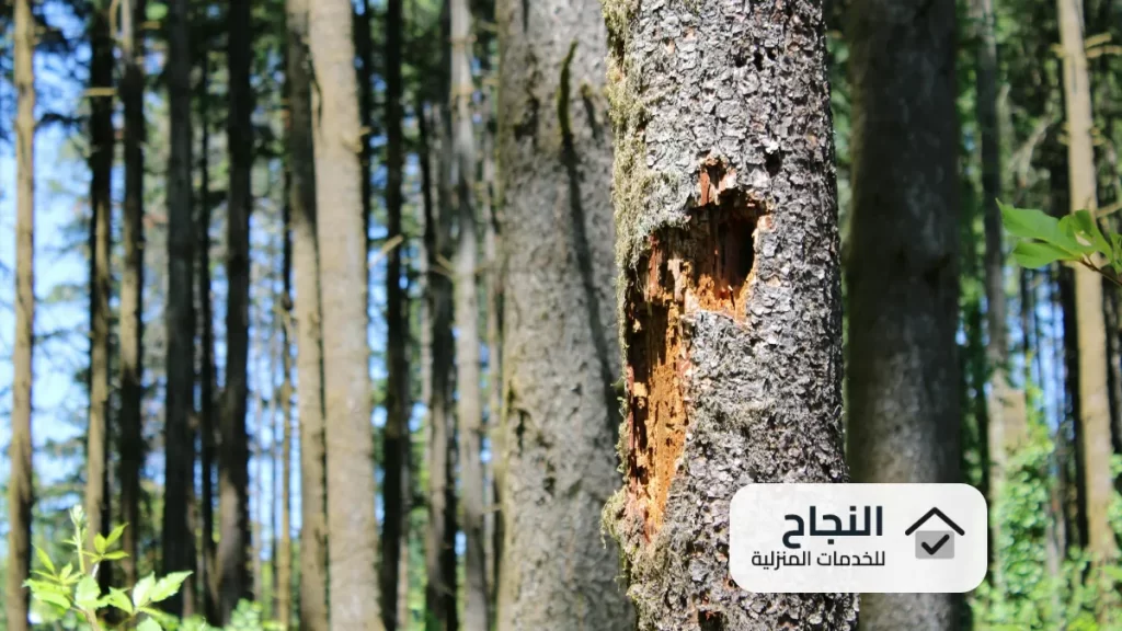شركة مكافحة النمل الابيض بالقصيم