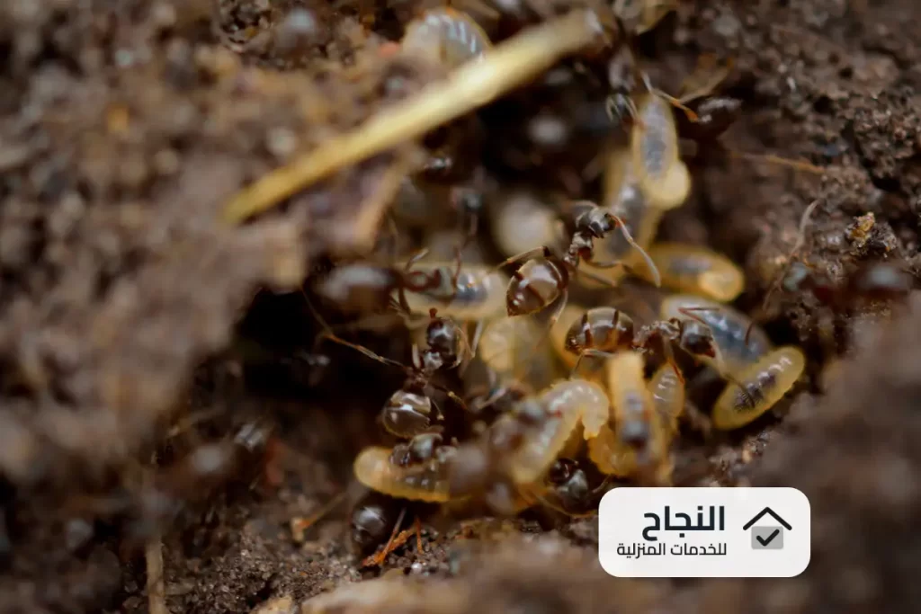 شركة مكافحة النمل الابيض بالرياض - 0502006070