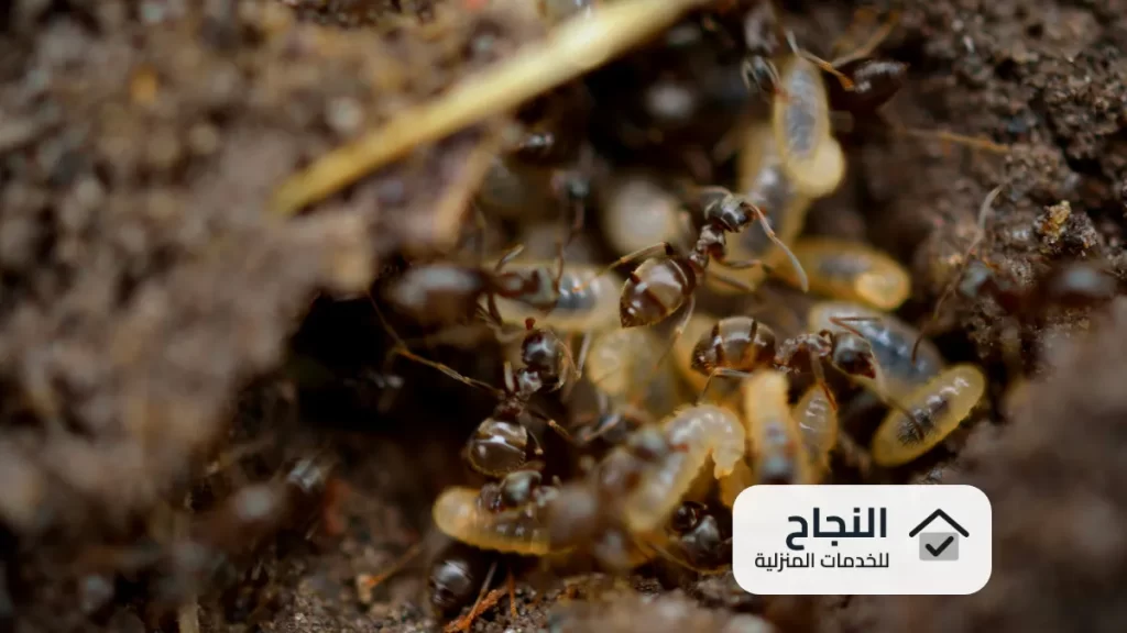 شركة مكافحة النمل الابيض بالرياض - 0502006070