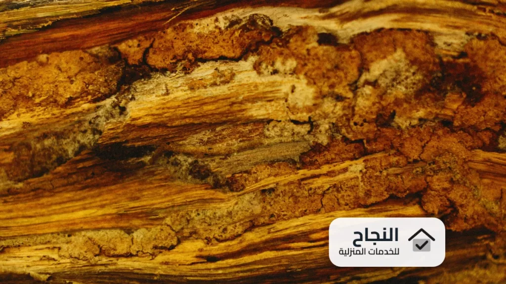 شركة مكافحة النمل الابيض برماح