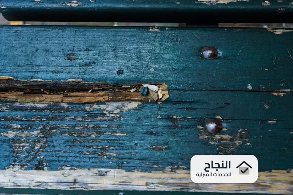 شركة مكافحة النمل الابيض بالطائف