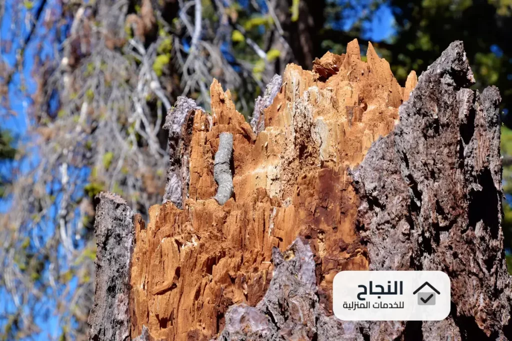 شركة مكافحة النمل الابيض بعنيزة
