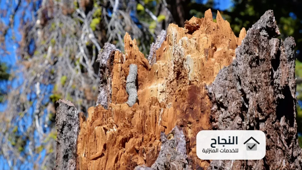 شركة مكافحة النمل الابيض بعنيزة